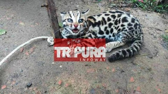 Clouded Leopard like animal found in South Tripura 